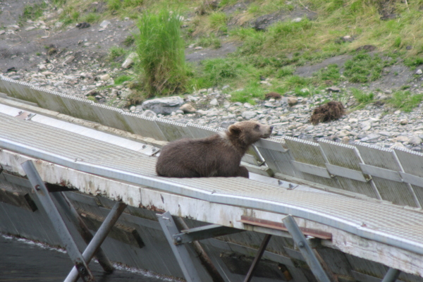 Bear Viewing Kodiak Island Alaska